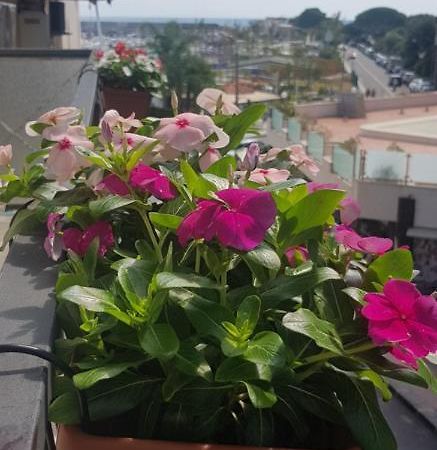 B&B La Costa Di Naxos Giardini Naxos Eksteriør bilde